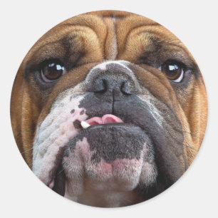 English Bulldog Throw Pillow Classic Round Sticker