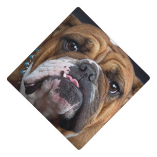 English Bulldog Throw Pillow Graduation Cap Topper