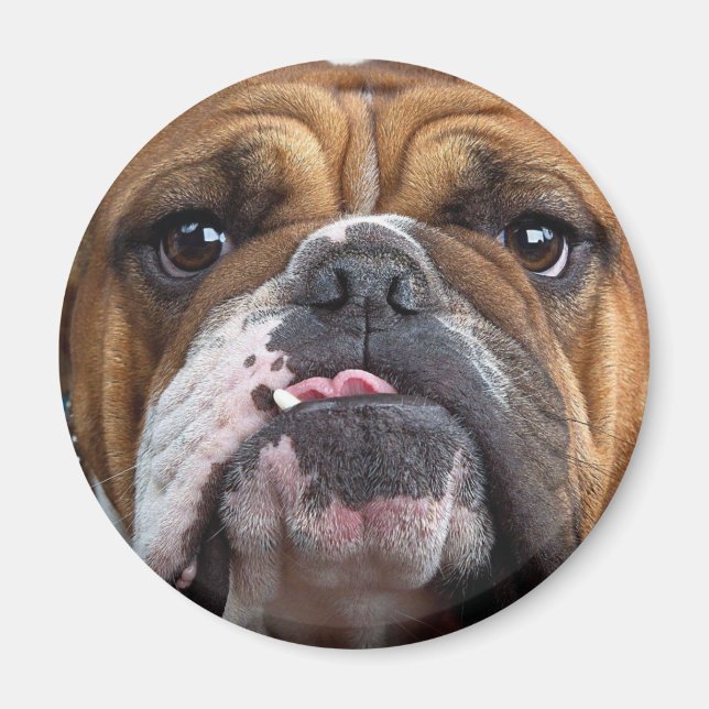 English Bulldog  Throw Pillow Magnet (Front)