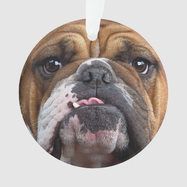 English Bulldog  Throw Pillow Ornament (Front)