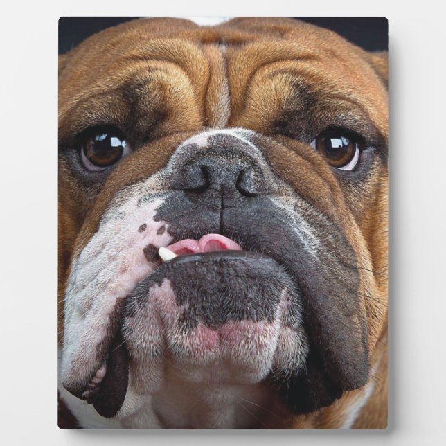 English Bulldog  Throw Pillow Plaque (Front)