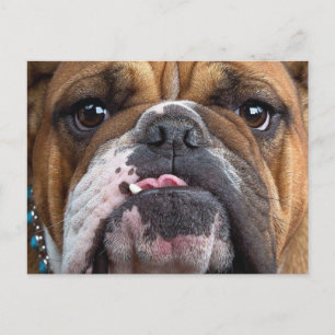 English Bulldog  Throw Pillow Postcard