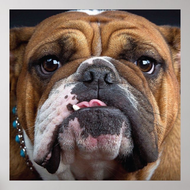 English Bulldog  Throw Pillow Poster (Front)