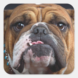 English Bulldog  Throw Pillow Square Sticker