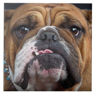 English Bulldog Throw Pillow Tile