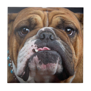 English Bulldog  Throw Pillow Tile