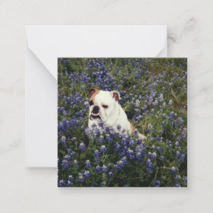 English Bulldog, une carte de note pour les Bluebo