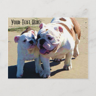 English Bulldogs You Belong With Me Postcard