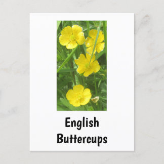 English Buttercups Postcard
