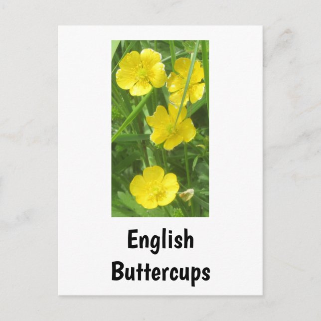 English Buttercups Postcard (Front)