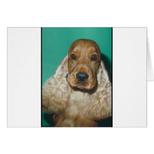English Cocker Spaniel