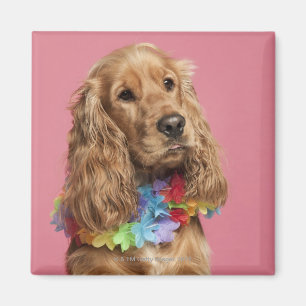English Cocker Spaniel (10 months old) Magnet