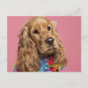 English Cocker Spaniel (10 months old) Postcard