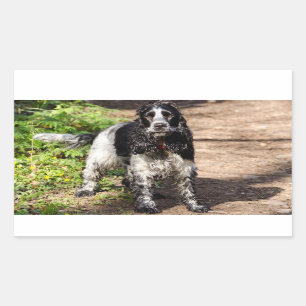 english cocker spaniel black roan full sticker