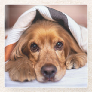 English Cocker Spaniel Dog Glass Coaster