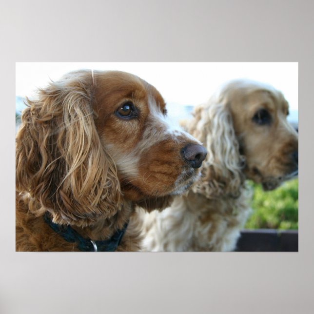 English Cocker Spaniel Dog Poster (Front)