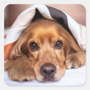 English Cocker Spaniel Dog Square Sticker