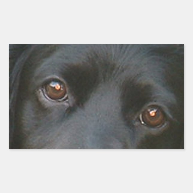english cocker spaniel eyes black sticker (Front)