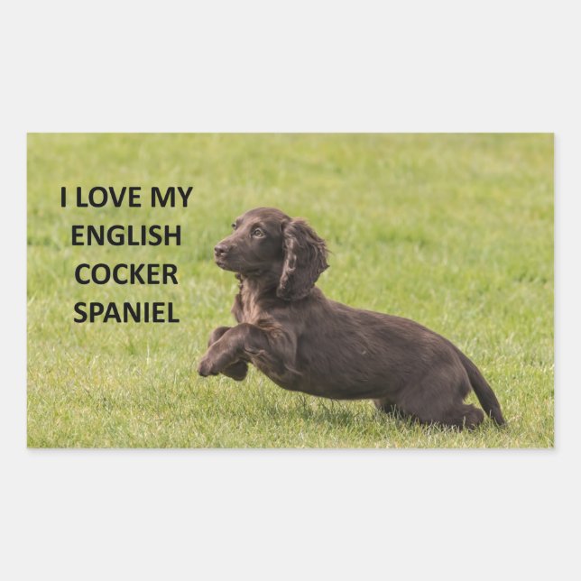 english cocker spaniel love with picture sticker (Front)