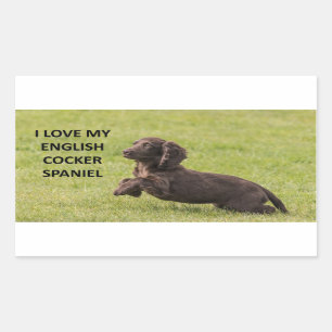 english cocker spaniel love with picture sticker
