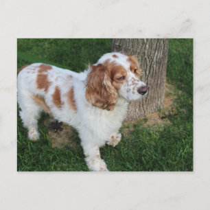 english cocker spaniel orange and white full postcard