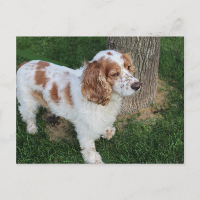 english cocker spaniel orange and white full postcard (Front)