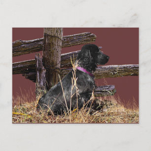 English Cocker Spaniel Postcard