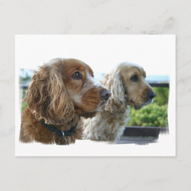 English Cocker Spaniel Postcard (Front)