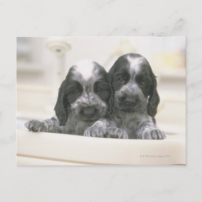English Cocker Spaniel Postcard (Front)