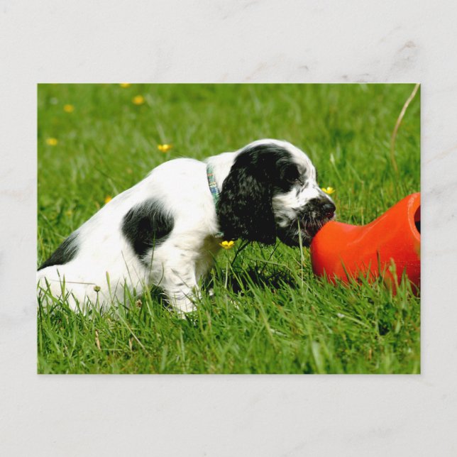 English Cocker Spaniel Puppy with Red Clog Postcard (Front)