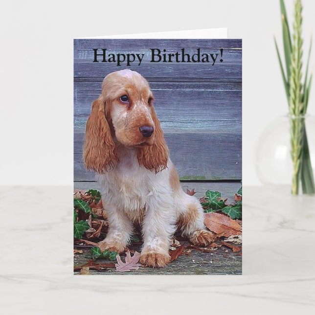 English Cocker Spaniels Card (Front)