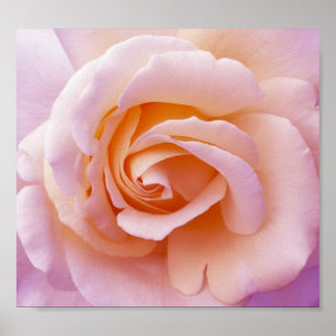English Country Garden Rose Poster