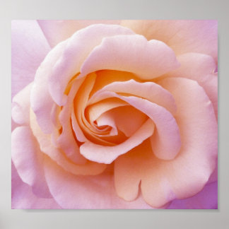 English Country Garden Rose Poster