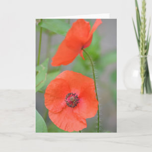 English Field Poppies Card