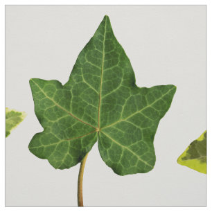 English Ivy Leaves Fabric