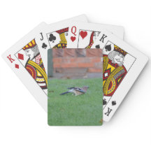 English Jay