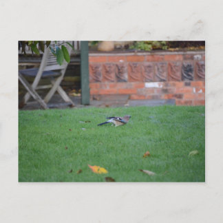 English Jay Postcard