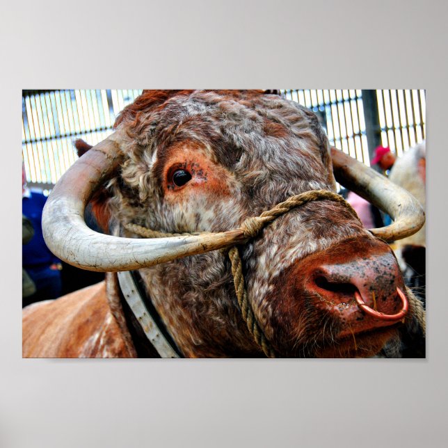 English Long Horn Cow Cattle Poster (Front)