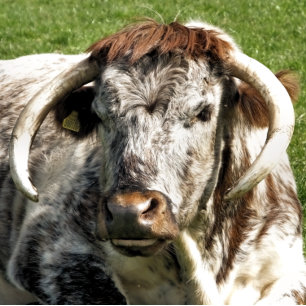 ENGLISH LONGHORN COW  POSTCARD