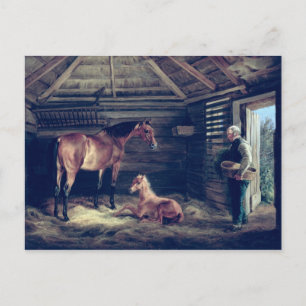 English Mare With Her Foals, 1833 Postcard