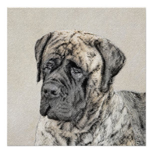 English Mastiff (Brindle) Painting - Original Dog Poster