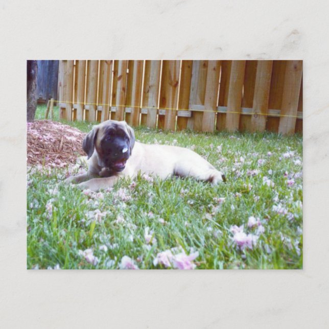 English Mastiff Dog Breed Postcards (Front)