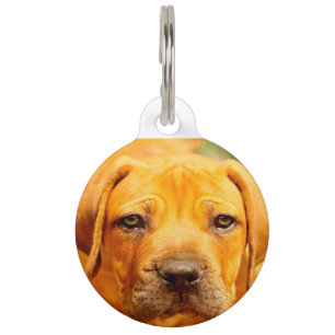 English Mastiff Dog. Pet Tag