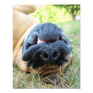 English Mastiff dog smiling - photo Print