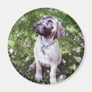 English Mastiff Magnets