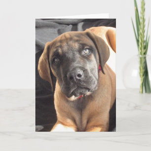 English Mastiff Puppy notecard