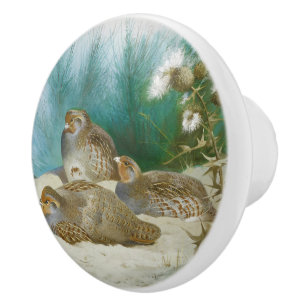 English partridge with gorse and thistles, Art Ceramic Knob