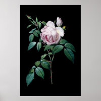 English pink rose of Redoute black background post