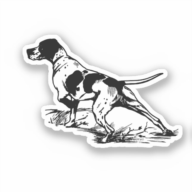 English Pointer (Front)