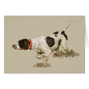 English Pointer